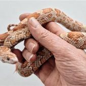 Gefundene Schlange stirbt im Tierheim