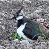 Bauern setzen sich für Kiebitzschutz ein