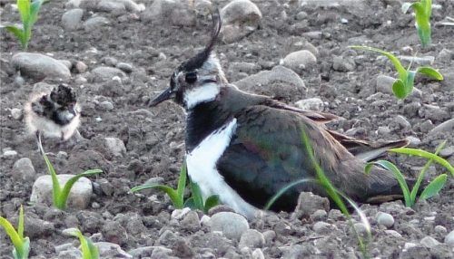 Ein Kiebitz mit einem Küken: Im vergangenen Jahr wurden in der Gemeinde Pfaffing 36 Kiebitzgelege von Landwirten geschützt.Foto Böhm