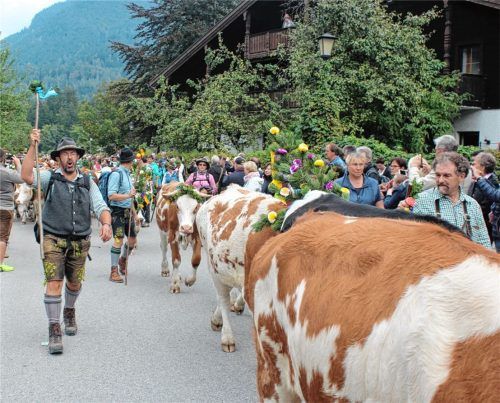 Gehören solche Kulturbilder bald der Vergangenheit an? Almwirte mahnen, dass die Almbewirtschaftung – und damit auch der Auf- und Abtrieb – durch den Wolf bedroht ist. Foto rehberg