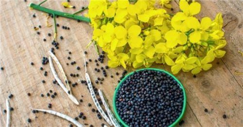 Hilft das Klima zu schonen und liefert hochwertiges Proteinfutter: Rapssaat in der Landwirtschaft. Foto adobe stock/wiha3