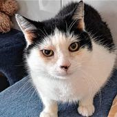 Kater sucht ein sicheres Zuhause