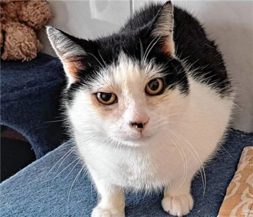 Kater Anderl ist circa zehn Jahre alt. Foto RE