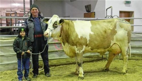 Martin Gramsamer aus Weilham, Gemeinde Tittmoning präsentierte gemeinsam mit Enkel Johannes die Spitzenjungkuh des Marktes.Foto re