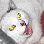 Katze mit Polizeiauto in Klinik gebracht