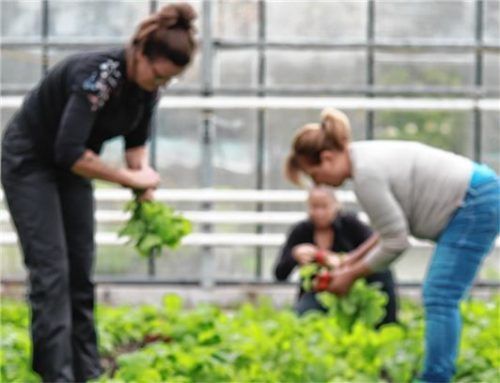 Solidarische Landwirtschaft zeigt sich krisenfest: die Jolling eG besteht aus rund 300 Ernteteilenden, die wöchentlich ihre Gemüsekiste in Endorf, Prien, Breitbrunn, Amerang, Rosenheim und Wasserburg abholen.