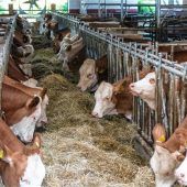 Feedstar – Altbewährt und hochmodern