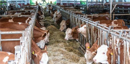 Spart Kosten, Platz und Arbeit: das Feedstar-System, das optimal auf den Umbau von Ställen ausgelegt ist. Foto re
