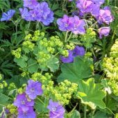 Pflegeleichter Garten mit Stauden
