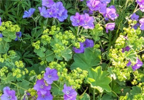 Stauden sorgen für Farbe im Garten und sind sehr pflegeleicht. Foto Perennial power