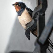 70 Arten stehen auf der Roten Liste