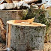 Achtung, Baum fällt!