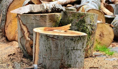 Vor dem Fällen sollte man abklären, ob es eine Baumschutzsatzung in der Kommune gibt, nach der eventuell eine Genehmigung verlangt wird.