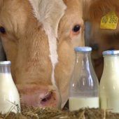 Milchpreis für Bauern sinkt – Butter billiger