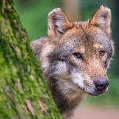 Erleichterter Wolf-Abschuss: Das sagen Almbauern