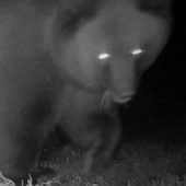 Braunbär-Nachweis in den Kreisen Miesbach und Rosenheim