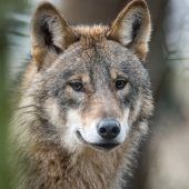 Wolf-Jagd ab Mai möglich