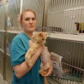 Hohe Kosten: Katzen landen im Tierheim