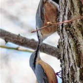 Kletterkünstler am Baumstamm