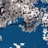 Weiß-blaues Himmelsfenster