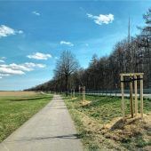 Bauamt pflanzt 130 Bäume