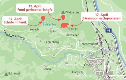 Am Wildbarren hat der Bär drei Schafe gerissen. Zwei von ihnen wurden von dem Raubtier sofort getötet, eines starb gestern.Foto dpa/Gauthier Saillard_re