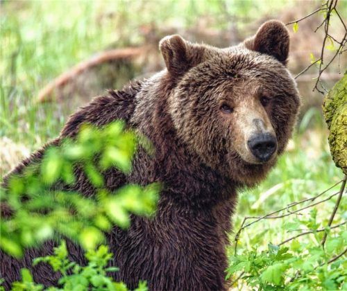 Bei Oberaudorf treibt sich ein Bär (Symbolfoto) in den Bergen herum. Wo er ist, woher er kommt: Das alles ist noch nicht gewiss. Foto dpa