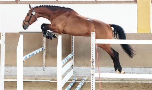 Beim Freispringen der Dreijährigen setzte sich „Utopic GZ“ (von Untouchable) von Stephanie Hennecke durch. Foto Manuela Mayer