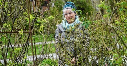 Dagmar Stamp liebt den Rosengarten am Schloßberg. Weil er so viel mehr ist, als eine Rosenausstellung. Ein Idyll – aber in Gefahr, denn die Kümmerer gehen aus. Foto Sylvia Hampel