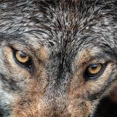 Neue Wolfs-Verordnung: Lob aus der Region