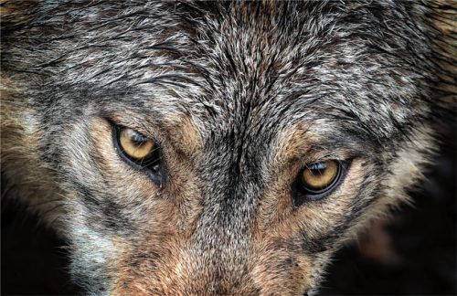 Der Wolf gefährde, so Landtagsabgeordneter Klaus Stöttner, das Almbauernland Bayern. Foto /dpa