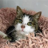 Katze Lotti sucht Altersruhesitz