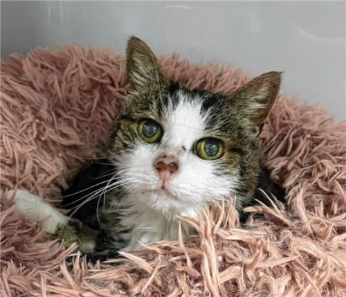 Die 16-jährige Katze Lotti sucht ein schönes warmes Zuhause mit einem Kuschelbett.Foto re