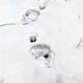 Spuren im Schnee: Der Bär ist da