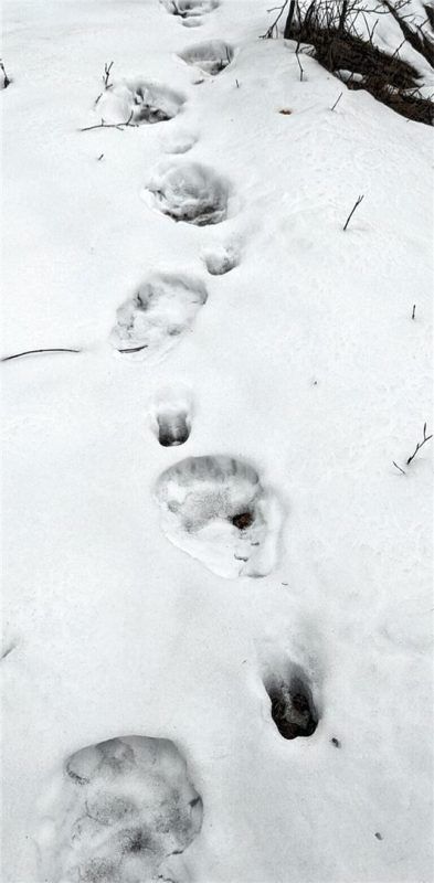 Die Spuren des Bären führten über Almwiesen und weiter ins angrenzende Gebüsch.Fotos hoheneder