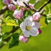 Blütezeit in Bad Feilnbach