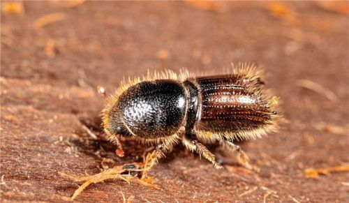 Ein possierliches Tierchen, das ganze Fichtenwälder zerstören kann: der Borkenkäfer. Er sendet Duftstoffe aus, um Artgenossen eine Fressstelle mitzuteilen. Bei feucht-kaltem Wetter kann er allerdings regelrecht „verschimmeln“.Foto AELF Traunstein/ Vornehm