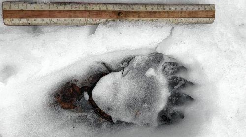 Ein Prackl von einem Bären: Die Spuren des Oberaudorfer Bären lassen offenbar auf eine beachtliche Größe schließen. Foto Landesamt für Umwelt/dpa