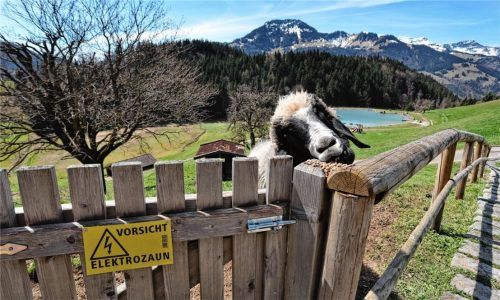 Ein Schaf weidet auf dem Gebirgsgasthof Bichlersee, hinter einem Elektrozaun. In der Umgebung des Gasthofs hatte ein Braunbär zwei Schafe gerissen und ein drittes verletzt.