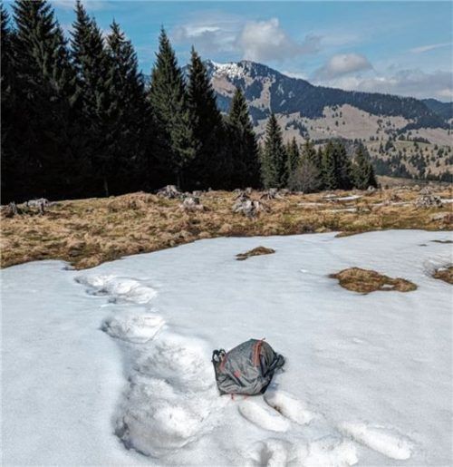 Ein Skitourengeher hat die Spur des Bären am Sudelfeld verfolgt.Foto Privat