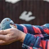 Brieftaubenzüchter vor Saisonstart