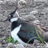 Naturschutzbehörde ruft zu mehr Rücksicht auf