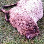 Sorgen nach neuen Schafrissen