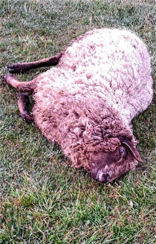 Eines der gerissenen Schafe in Teisendorf. Foto privat
