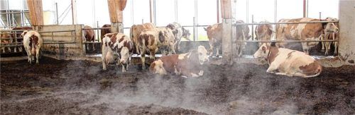 Es dampft im Kompostierungsstall. Die Kühe mögen‘s, die Keime mögen‘s nicht. Foto ALB/Müller