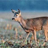 Zeitumstellung: Hochsaison für Wildunfälle