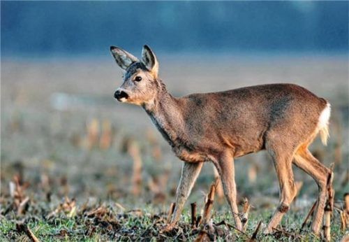 Gerade in der Morgendämmerung ist viel Wild unterwegs.Foto ARAG/Getty Images