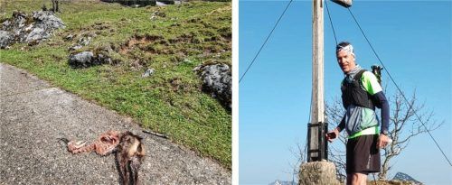 Grusel-Fund im Hochries-Gebiet: Hat der Bär vom Mangfallgebirge die Gams geschlagen? Christian Bauhuber (rechts) fand das Tier bei einem Trainingslauf. Foto re