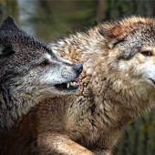 Schwierige Rückkehr von Wolf und Bär