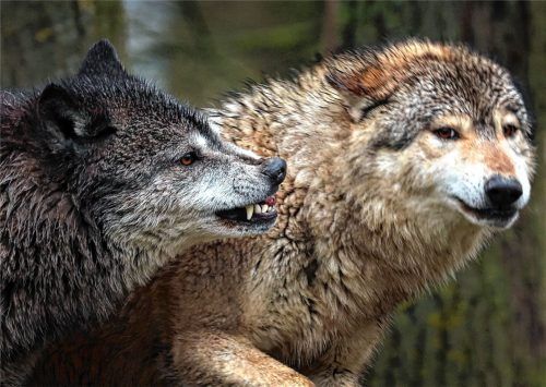 Junge Wölfe spielen in einem Wildpark in ihrem Gehege. Foto dpa